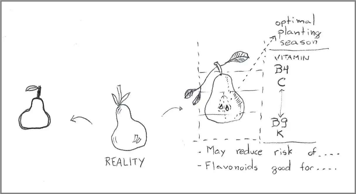 Drawing of three pears. On the center there is a reasonably decent drawing of a pear, with some shading and some detail around the stem and leaves. On the left, there is a crude drawing of the pear, mostly an outline. On the right, there is a detailed drawing, with a cutout showing the location of seeds, and a more detailed representation of the leaves. There are also multiple callouts on the detailed drawing, showing tables of information about planting seasons and vitamins.