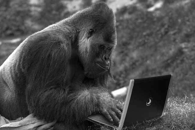 Monkey typing at a laptop
